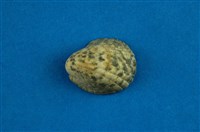 藏品(漁舟蜑螺)的圖片